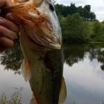 Nickalus Havener Profile Picture